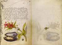 Malteserkreuz, Muschel und Marienkäfer, aus: Joris Hoefnagel/Georg Bocskay: Mira calligraphiae monumenta, 1561-1562 (Bocskay) und 1591-1596 (Hoefnagel).