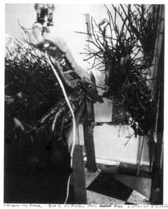 Marcel Duchamp. Polaroid photograph of the left arm of the mannequin and the bed of twigs and branches, from the Manual of Instructions, 1966.
