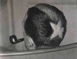 Man Ray: Tonsure, 1921. Gelatin silver print.